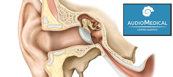 ¿Cómo está formado el oído?